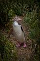 061 Moeraki, Katiki Point, Geeloogpinguin